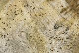 Polished Petrified Wood (Legume) Slab - Texas #236470-1
